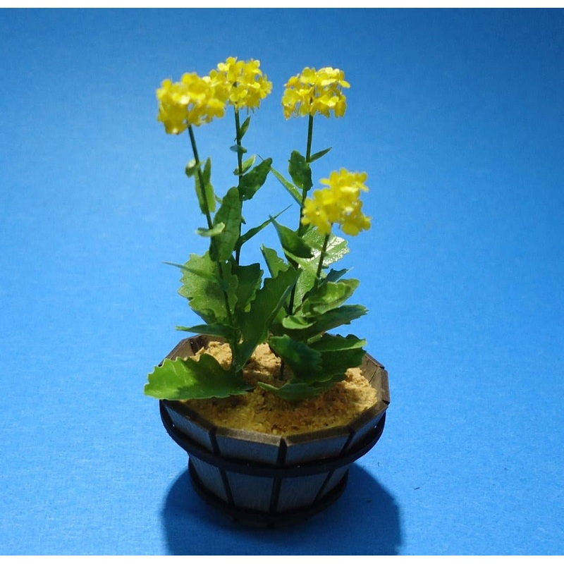 1/12 Canola Flower