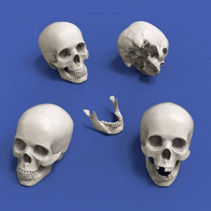 1/20 Skull (90mm) 4 Pieces