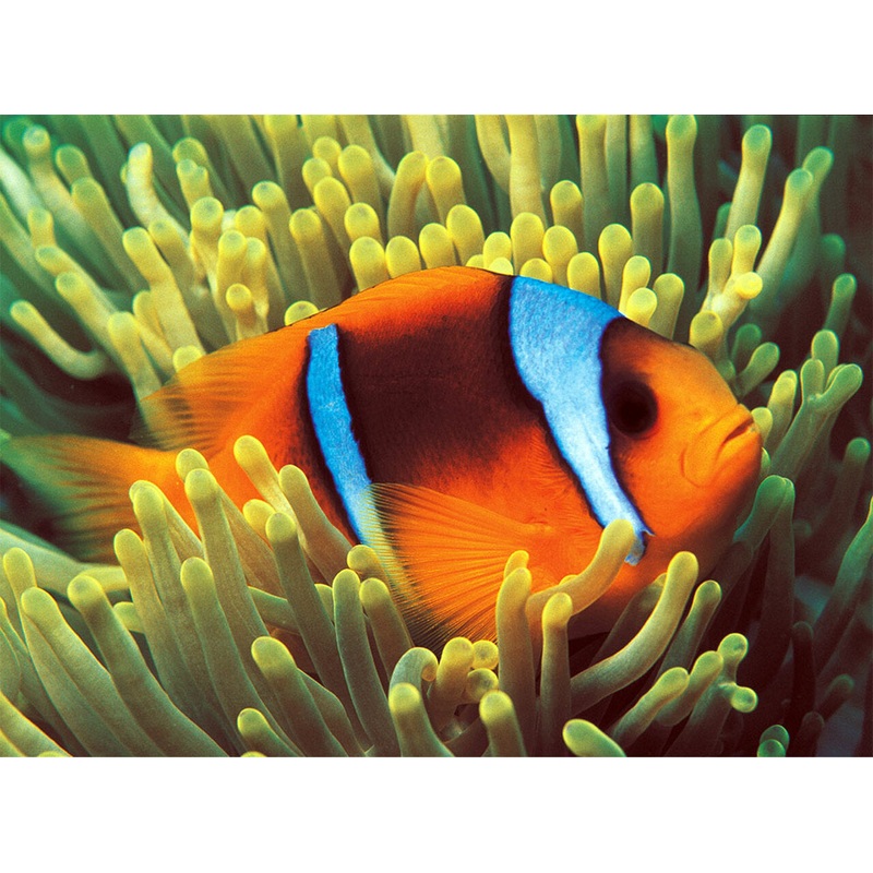 Clownfish (Glow in the Dark) 500 PC | TOM50-049 | Tomax