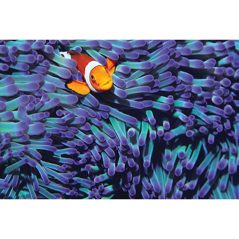 Anemone (Clown) Fish 1000 PC | TOM100-284 | Tomax