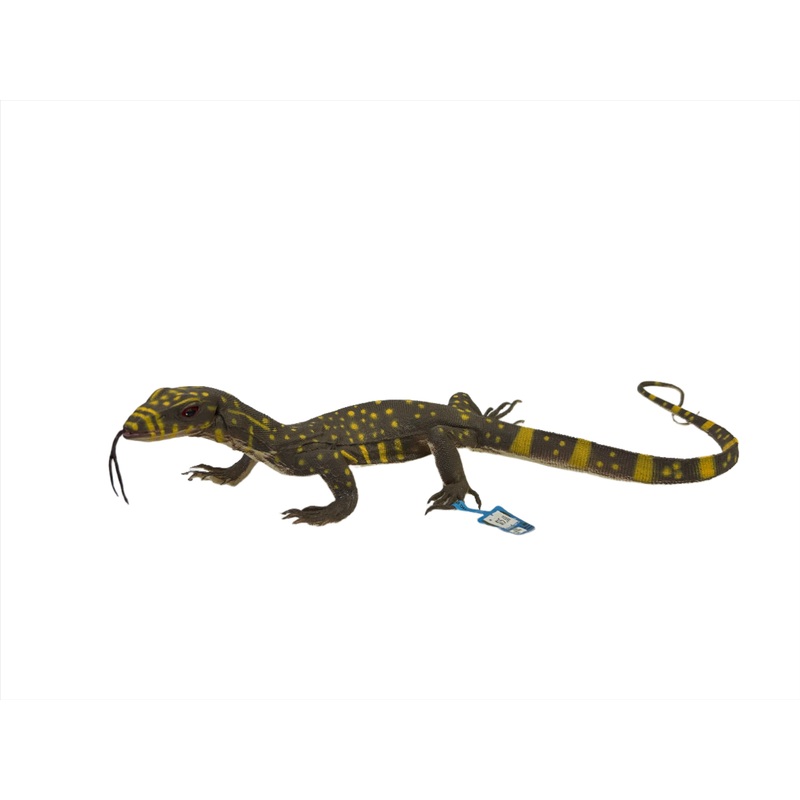 Baby Monitor Lizard 18" | MAJ22200 | Mamejo