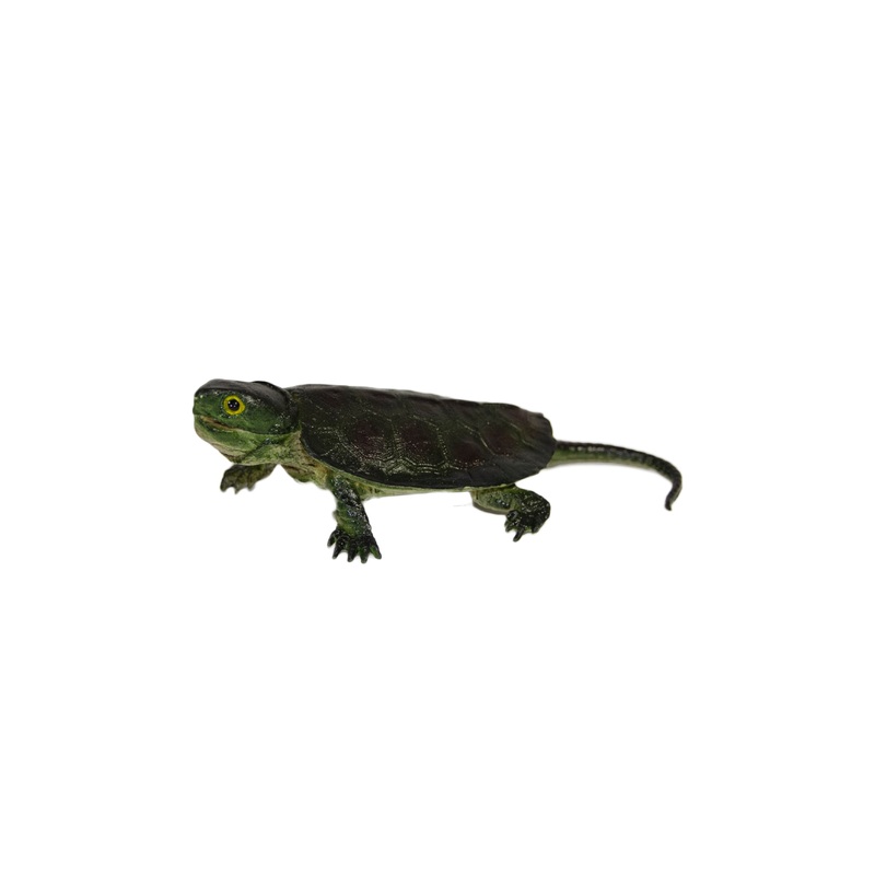 Baby Snapping Turtle" | MAJ22224 | Mamejo