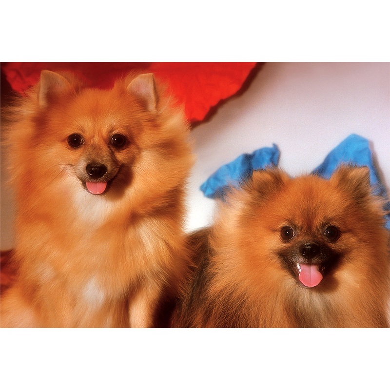 The Pomeranians 300 PC | TOM30-006 | Tomax