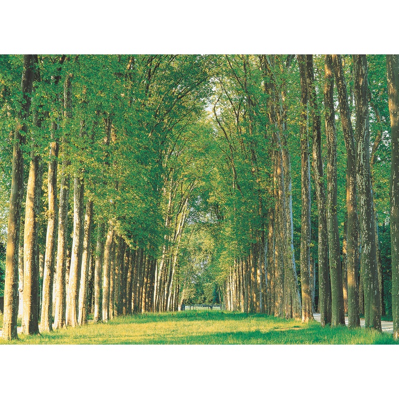 Tree-Lined Road 500 PC | TOM50-087 | Tomax