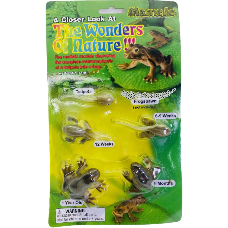 Tba Tadpole to Frog Morphosis | MAJ12839 | Mamejo