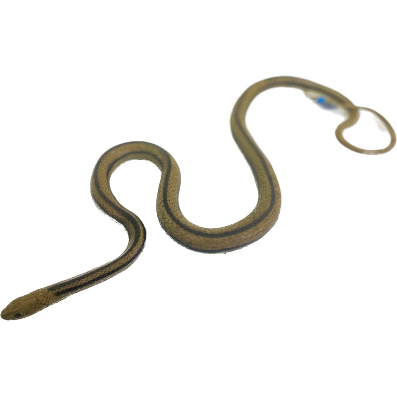 Rat Snake Y | MAJ22209 | Mamejo