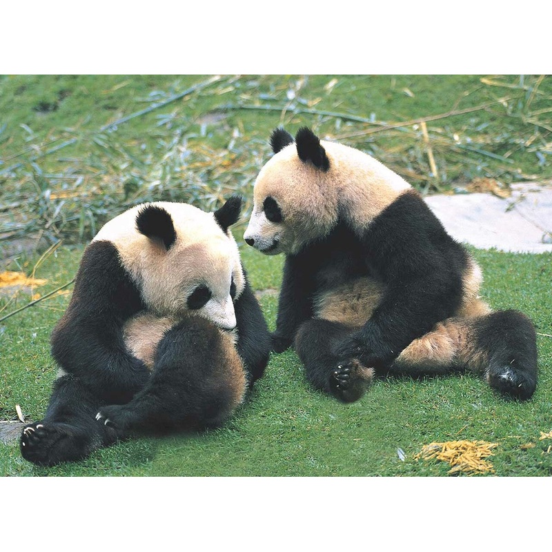 Pandas 500 PC | TOM50-092 | Tomax