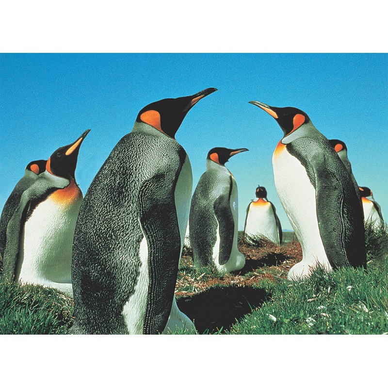 Penguin's Paradise 500 PC | TOM50-023 | Tomax