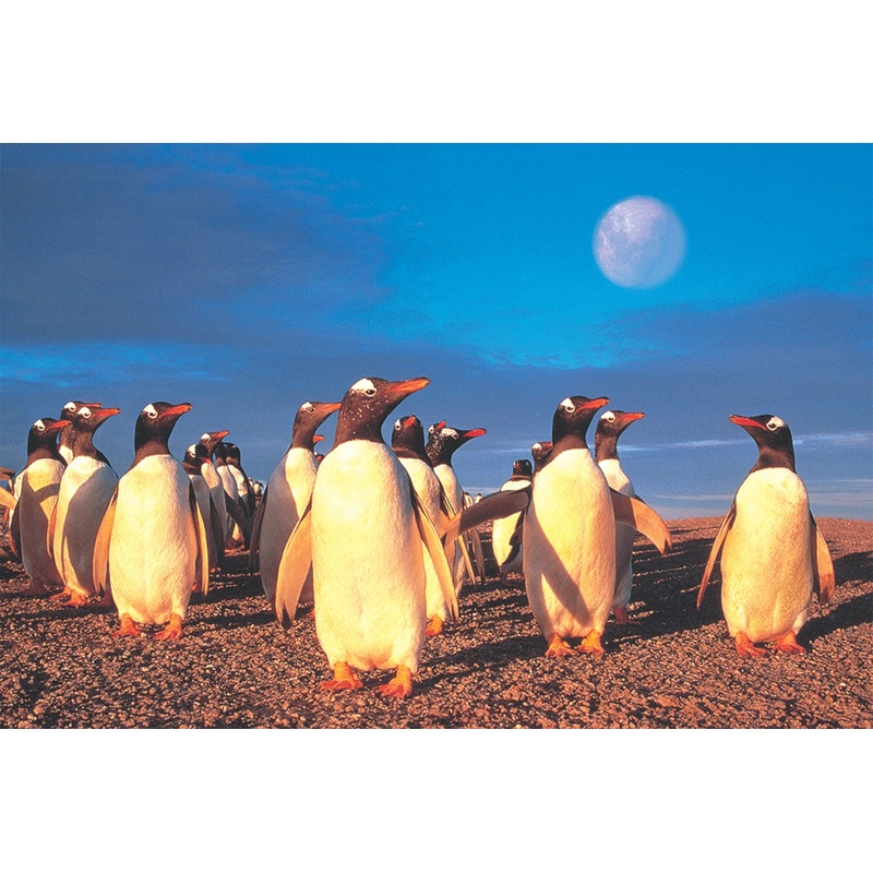 Penguin's World 1000 PC | TOM100-130 | Tomax