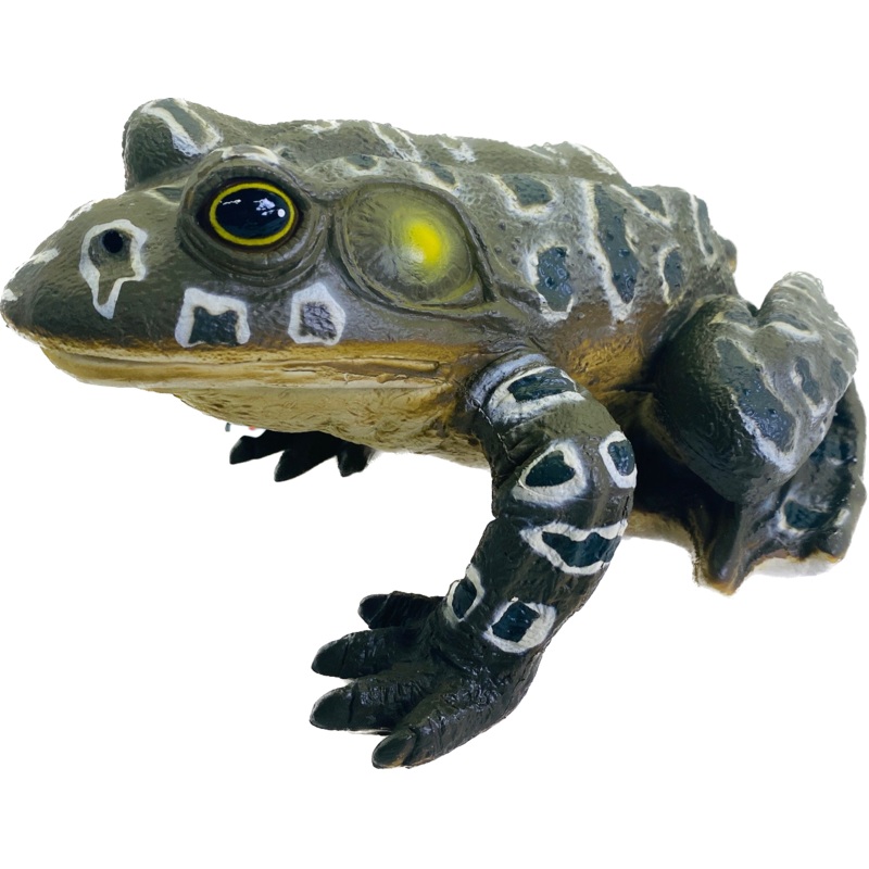 Large Bullfrog with Sound 9" | MAJ12818 | Mamejo