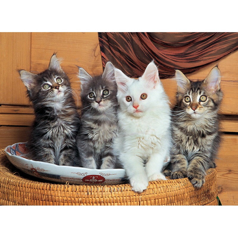 Maine Coon Cats 500 PC | TOM50-117 | Tomax