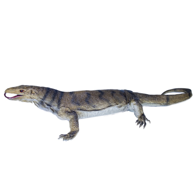 Jumbo Monitor Lizard 40" | MAJ22201 | Mamejo