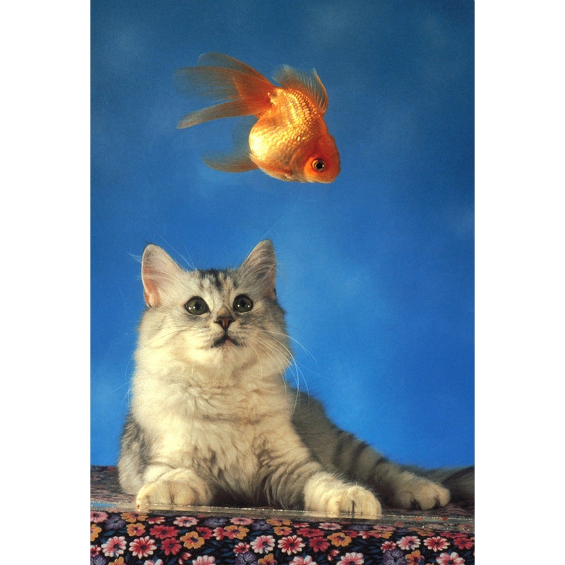 Curious Kitten 300 PC | TOM30-049 | Tomax