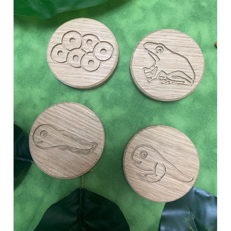 Circular Life Cycle Sensory Board Set Frog -  Oak