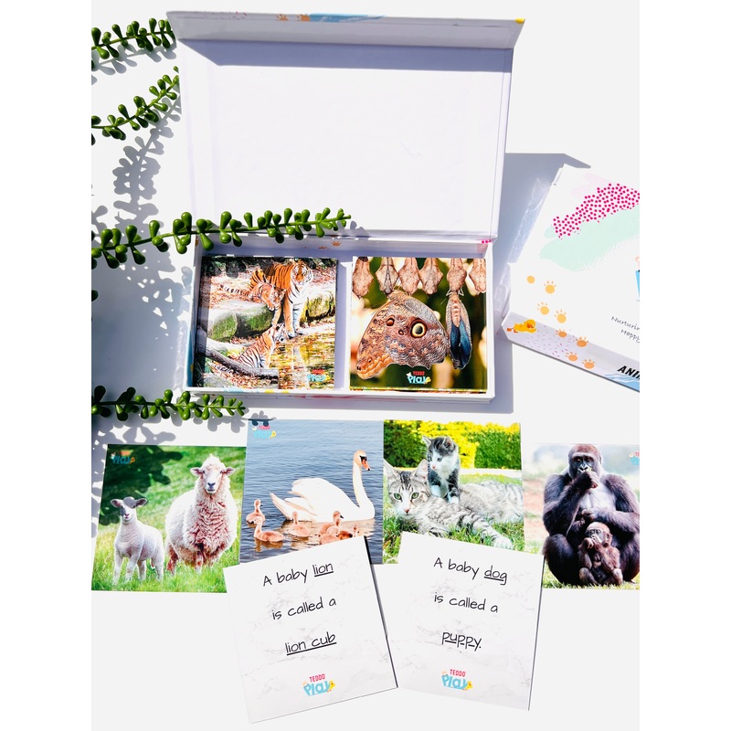 TEDDO PLAY 20 LEARNING CARDS MINI SET - Animals and their Young