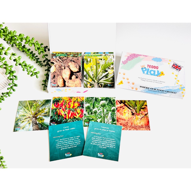 TEDDO PLAY 20 LEARNING CARDS MINI SET - Where our food grows - Lesser know facts