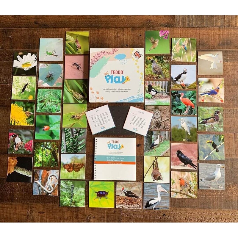 TEDDO PLAY 40 LEARNING CARDS -BIRDS OF PREY, WILD ANIMALS, FARM ANIMALS & INSECTS (SPELLING EDITION)