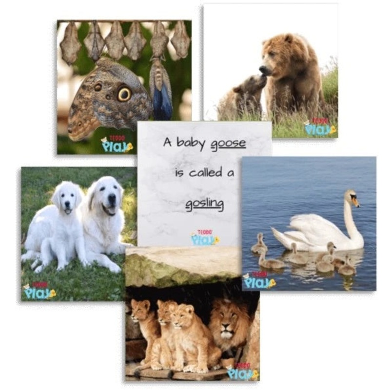 TEDDO PLAY 40 LEARNING CARDS - PARENT AND YOUNG ONES