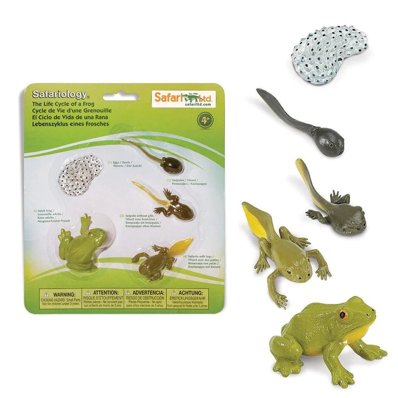 Safari Ltd Life Cycle of a Frog