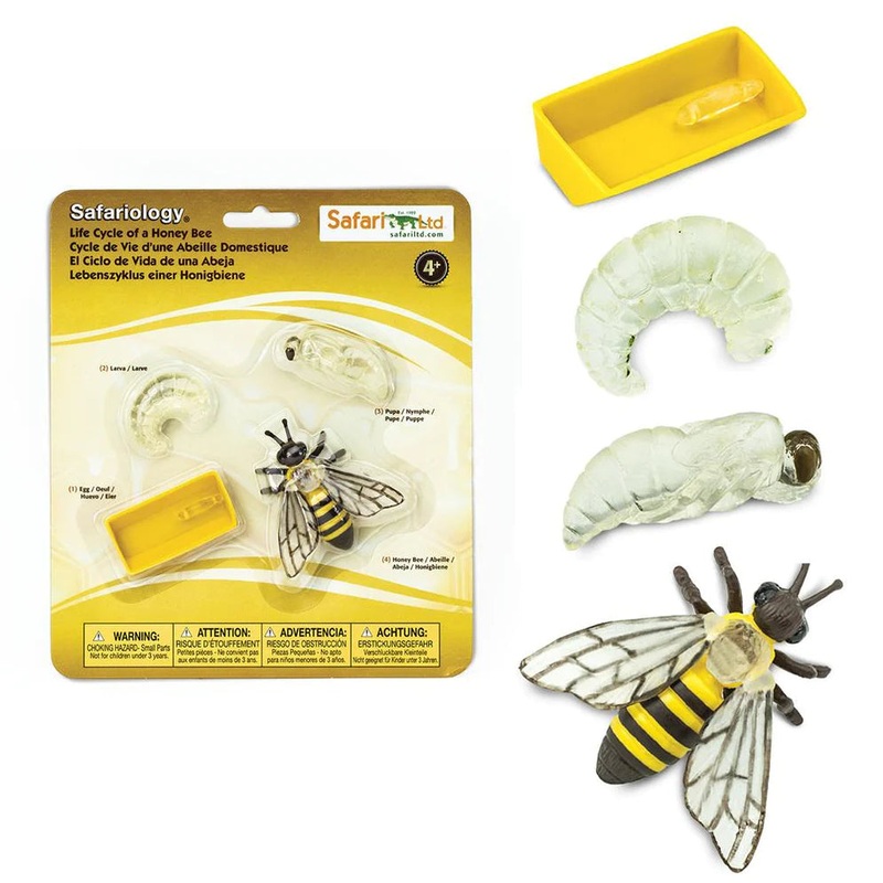 Safari Ltd Life Cycle of a Honey Bee